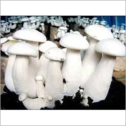 Natural Milky Mushroom