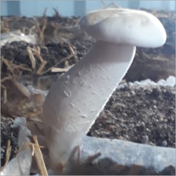 White Fresh Milky Mushroom