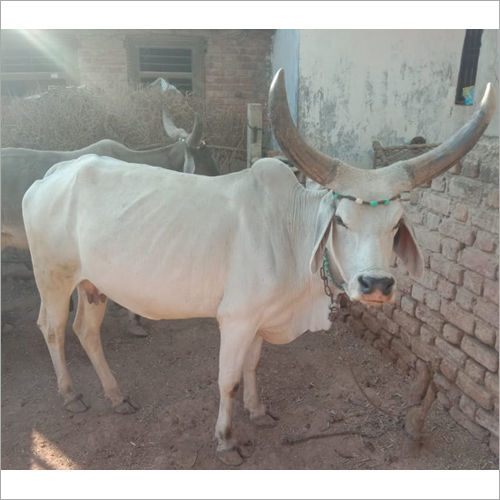 White Kankrej Milled Cow