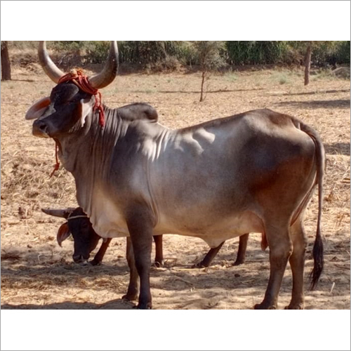 Kankrej Milled Cow