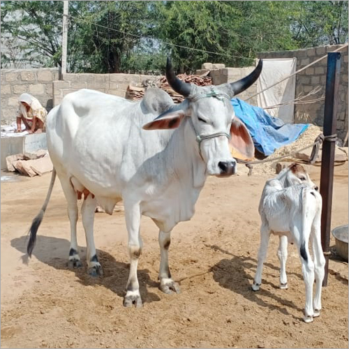 Kankrej Milled Cow