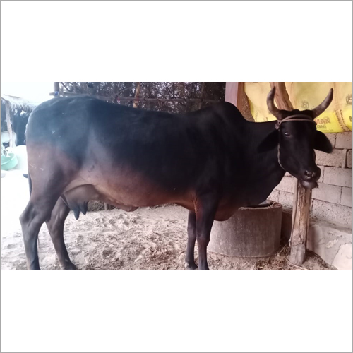 Kankrej Milled Cow