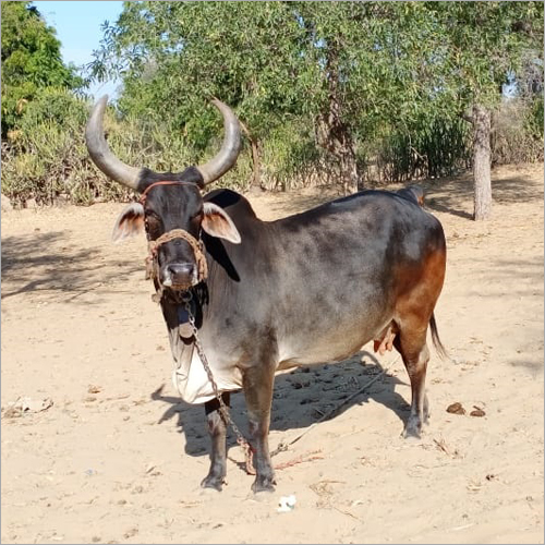 Kankrej Milled Cow