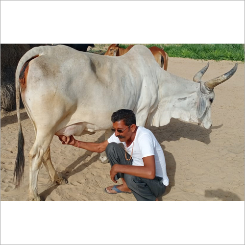 Kankrej Milled Cow