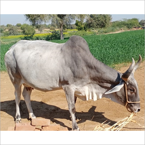 Kankrej Milled Cow