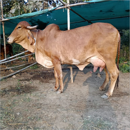 Original Gir Cow