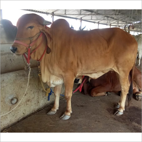 Original Gir Cow