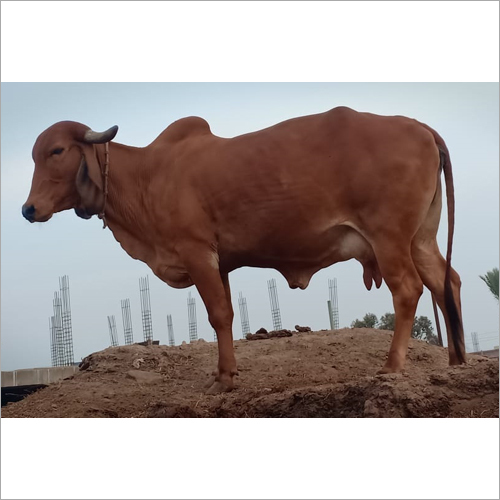 Original Gir Cow