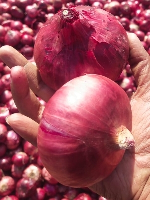 Fresh Red Onion