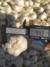 Fresh White Garlic - Moisture (%): Dry Condition