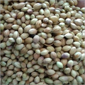 Dried Coriander Seeds