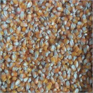 Yellow Maize Seeds