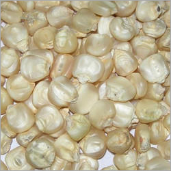 White Maize