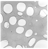Holey Carbon Films On H7 Finder Grids Copper (pack Of 50) - Copper Grid 3.05mm, ~20nm Holey Carbon Film, Indexed Finder Pattern, Em Grade, Clean Surface