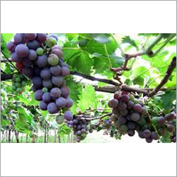 Fresh Grapes By NISA TRADING ORG