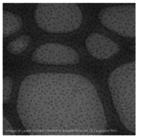 Graphene Oxide Support Film On Lacey Carbon On 400 Mesh Copper Grids (25 Pack) - Monolayer Go, Electron Transparent, Neutral Ph