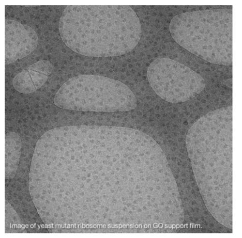 Graphene oxide support film on Quantifoil R2/2 on 300mesh Cu grids (pack of 10)