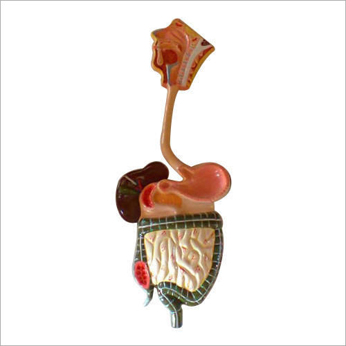 Human Digestive System Fiber Model