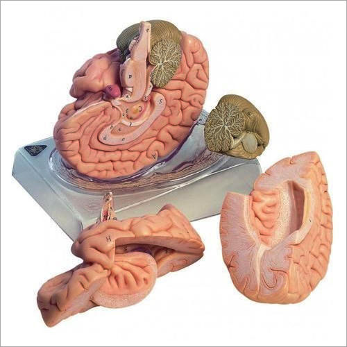 Human Brain Model Imported