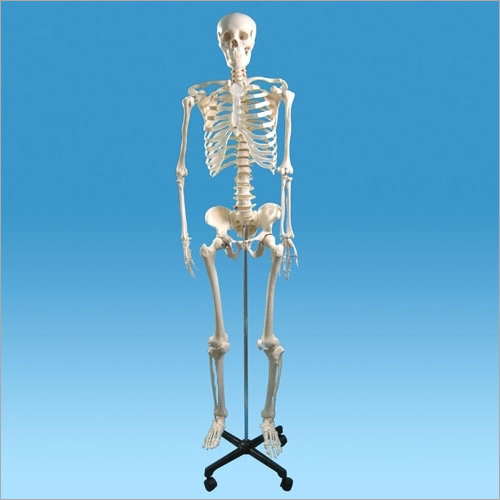Human Skeleton Without Stand