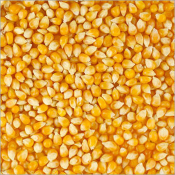 Yellow Corn Grain