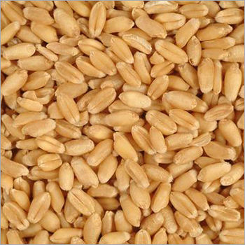 Wheat Grain