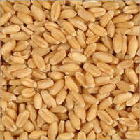 Wheat Grain Broken Ratio (%): 5 %