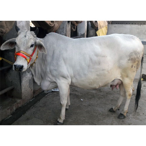 Pure Breed Desi Cow