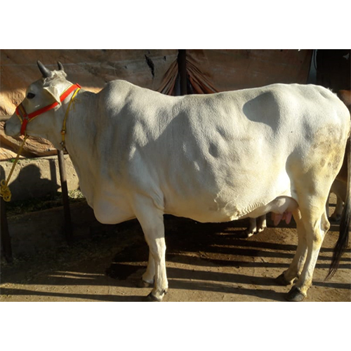 Original Breed Desi Cow
