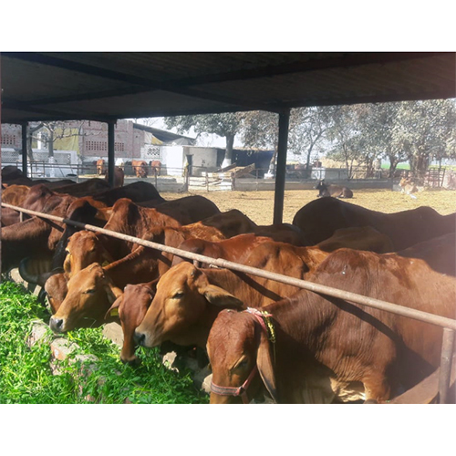 Farm Sahiwal Cow
