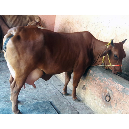 High Quality Breed Sahiwal Cow