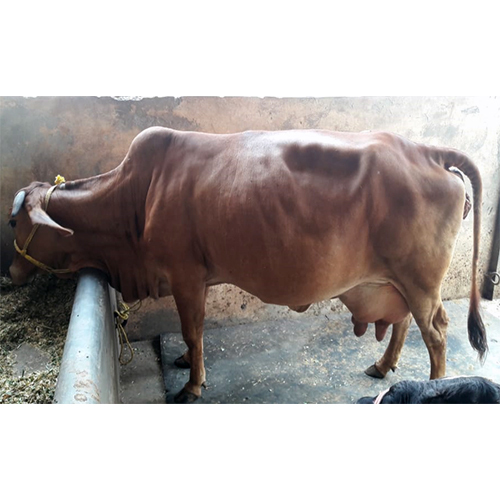 Pure Breed Sahiwal Cow