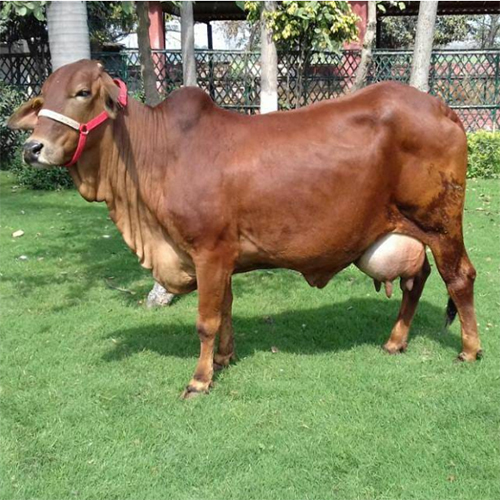 Pure Sahiwal Cow