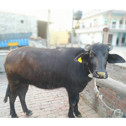 Pure Desi Murrah Buffalo