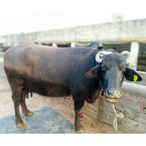 Original Desi Murrah Buffalo