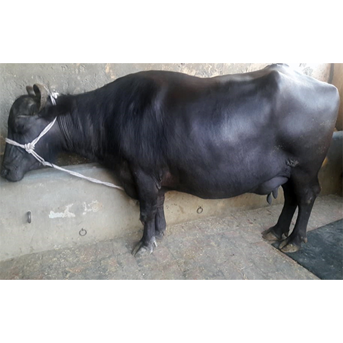 Murrah Buffalo