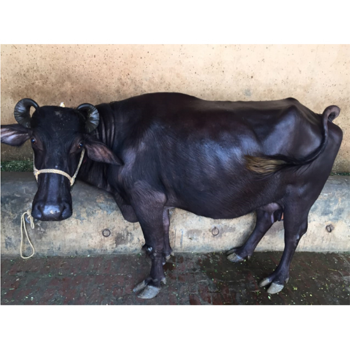 Original Breed Murrah Buffalo