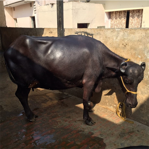 Desgi Murrah Buffalo