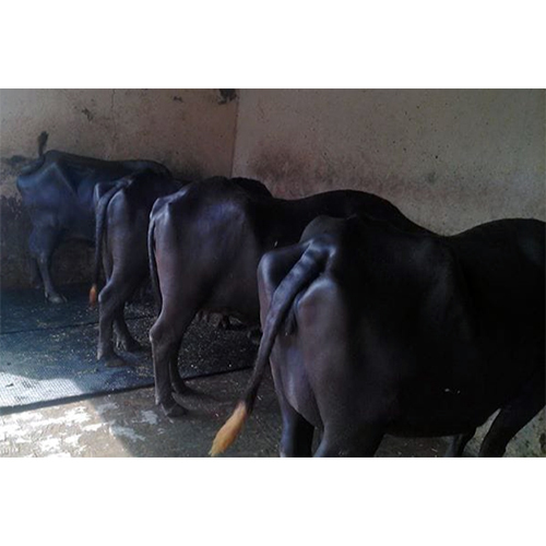 Farm Murrah Buffalo