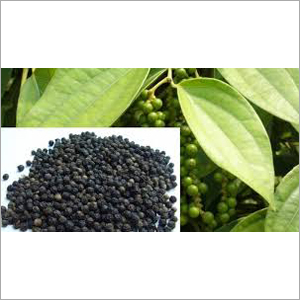 Assam Black Paper Dry & Fresh