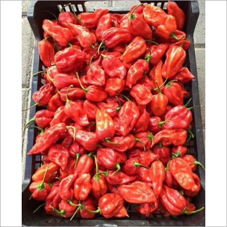 Ghost Red Chili ( Bhoot Jolokia)