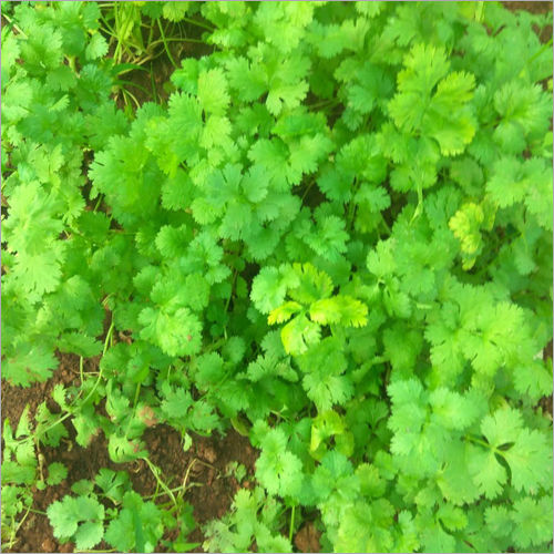 Coriander Leaves Shelf Life: Up To 5 Days