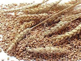 Wheat Seed Broken Ratio (%): 5