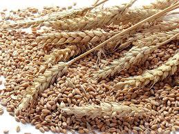 Wheat Seed