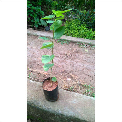 Chandan Plant