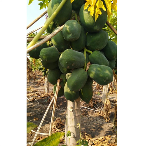 Fresh Papaya Groot