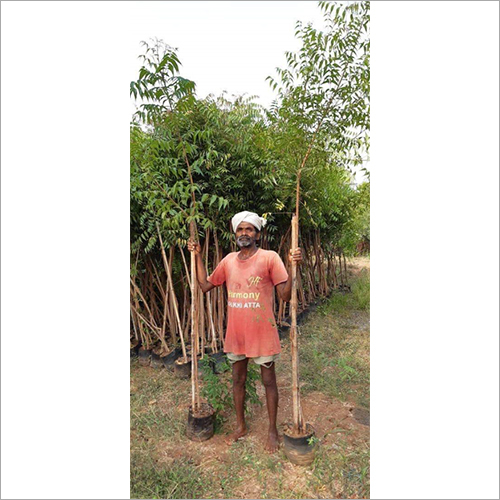 Malabar Neem