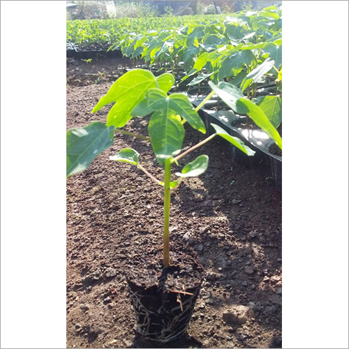 Taiwan 786 Papaya Plant