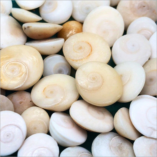 White Seashell