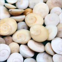 White Seashell